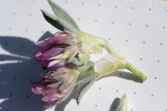 Trifolium andinum