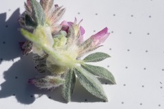 Trifolium andinum