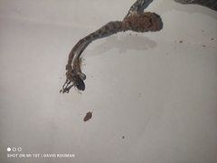 Dasypeltis parascabra