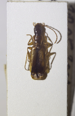Paradromius longiceps