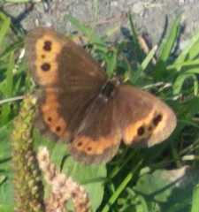 Erebia euryale