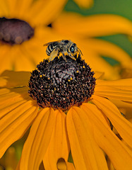 Melissodes denticulatus