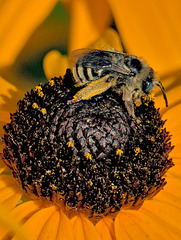 Melissodes denticulatus
