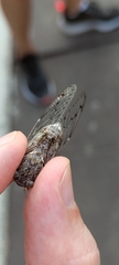 Cicada
