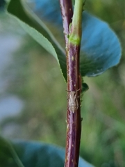 Delphax crassicornis