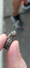 Cicada