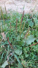 Plantago major