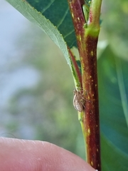 Delphax crassicornis