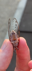 Cicada