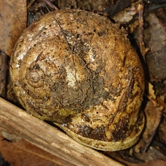 Cyclophorus malayanus