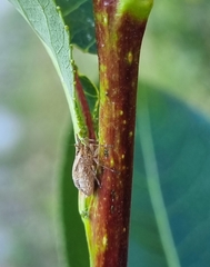 Delphax crassicornis