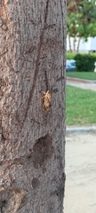 Cicada
