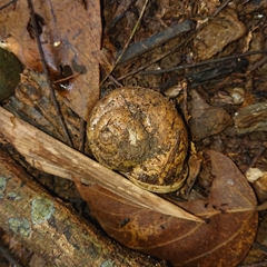 Cyclophorus malayanus