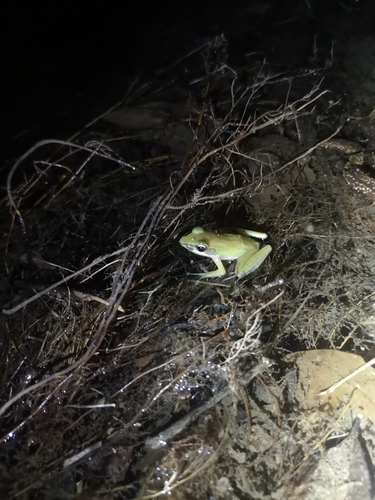 White-lipped Frog, Hylarana labialis