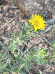 Heterotheca villosa foliosa