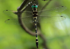 Macromia pacifica