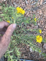 Heterotheca villosa foliosa