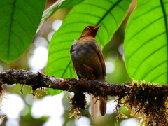 Cichlopsis leucogenys