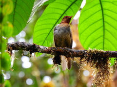 Cichlopsis leucogenys
