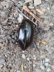 Hydrophilus insularis