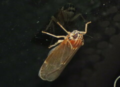 Synecdoche impunctata