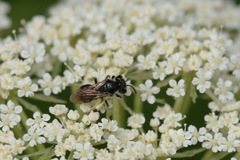Andrena minutula
