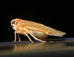 Synecdoche impunctata