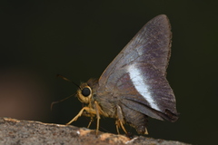 Coeliadinae