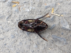 Hydrophilus insularis