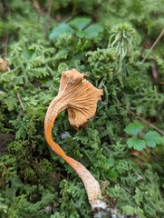 Craterellus lutescens