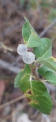 Lonicera nummulariifolia