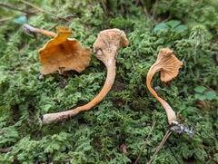 Craterellus lutescens