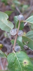 Lonicera nummulariifolia