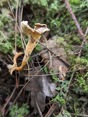 Craterellus lutescens
