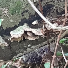 Stereum insignitum
