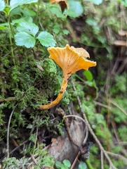 Craterellus lutescens