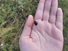 Chrysomelidae