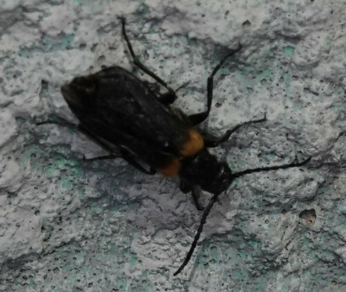 flame-shouldered blister beetle, Amsterdam Nieuw-West, Amsterdam, Nederland, photo 7 of 10