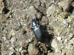 Nebria rufescens