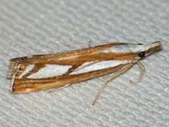 Catoptria permutatellus