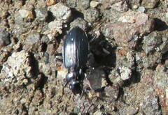 Nebria rufescens