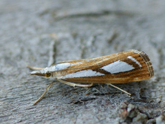 Catoptria permutatellus