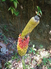 Amorphophallus variabilis