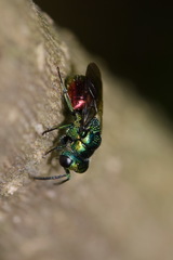 Pseudomalus auratus