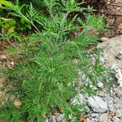 Ambrosia artemisiifolia