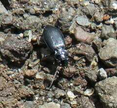 Nebria rufescens
