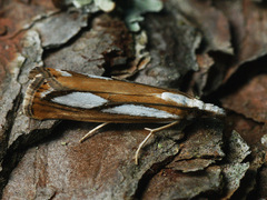 Catoptria permutatellus