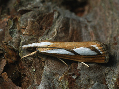Catoptria permutatellus