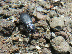 Nebria rufescens