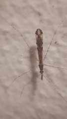 Empicoris vagabundus